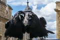  Truyền thuyết về loài quạ đen bảo vệ tháp London và nước Anh khỏi sụp đổ