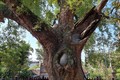 Cận cảnh cây dã hương nghìn tuổi quý hiếm nhất thế giới tại Bắc Giang