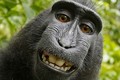 Người đứng sau bức ảnh "con khỉ selfie" khánh kiệt vì kiện tụng