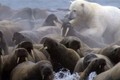 Video: Cái kết "thê thảm" giành cho gấu Bắc Cực phàm ăn