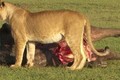 Linh cẩu đi đánh "hội đồng", cướp trắng mồi của sư tử