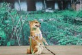 Đạo diễn cương quyết để chó Nhật đóng “Cậu Vàng” dù gây tranh cãi