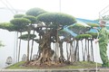 Ngắm bộ ba cây cảnh được “hét giá” hơn 1 triệu USD 