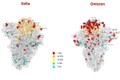 Italy công bố ảnh so sánh đột biến của biến chủng Omicron và Delta