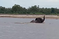 Video: Cá sấu cắn đuôi, tấn công voi rừng trên sông và cái kết 