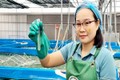Cặp vợ chồng ở Ninh Bình thắng lớn với nghề làm tảo xoắn lạ