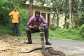 Video: Người đàn ông dùng tay không bắt rắn hổ mang chúa khổng lồ