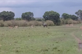Video: Trâu đơn độc phản đòn hàng chục con sư tử
