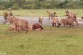 Video: Kịch tính đàn linh cẩu tìm cách cướp mồi của sư tử