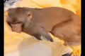 Video: Khỉ đau buồn, ôm chặt thi thể người đàn ông trong đám tang