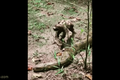 Video: Con lười dũng cảm gạt đầu trăn anaconda để di chuyển