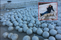 Ngỡ ngàng hàng nghìn quả bóng bằng tuyết trôi dạt vào bờ biển