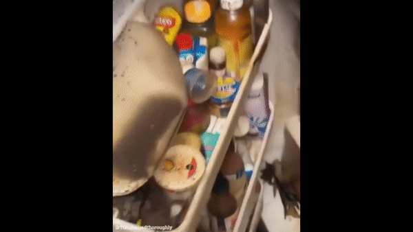 Video: Đến căn hộ dọn dẹp, cô gái suýt ngất khi mở tủ lạnh