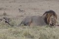 Video: Màn "ăn xin" của chó rừng bé xíu trước sư tử khổng lồ