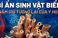 Sinh vật biển lâu đời nhất hành tinh nắm giữ tương lai y học