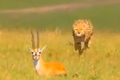 Video: Màn đào thoát ngoạn mục của linh dương trước báo đốm