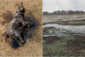 Hơn 100 con voi tuyệt vọng tìm nước uống, chết trong công viên Zimbabwe  