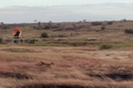 Video: Kịch tính cảnh sư tử tấn công đàn linh dương đầu bò
