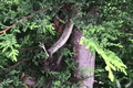 Video: 3 cha con phát hiện cảnh tượng nổi da gà trên cây