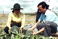 Cánh đồng trồng dưa hấu ở Trà Vinh, cho thu nhập 250 triệu /ha