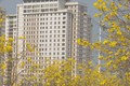 Con đường hoa phong linh vàng rực rỡ ở Hà Nội