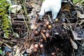 Đào đất thấy chùm trứng phượng hoàng, hóa ra “vớ” được mỏ vàng