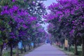 Con đường bằng lăng tím thơ mộng ở Lý Nhân, Hà Nam