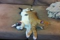 Những tư thế ngủ hài hước của mèo (2)