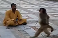 Con khỉ bá đạo nhất quả đất
