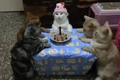 Sinh nhật nghiêm túc đến buồn cười của chú mèo