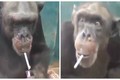 Cười xuyên Việt: Khỉ châm lửa hút thuốc cực bá đạo