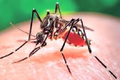 Clip phòng chống virus gây teo não Zika