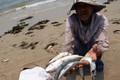 Bộ NN&PTNT cấm chế biến hải sản không an toàn ở miền Trung