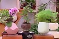 Nghệ nhân bật mí cách tạo chậu bonsai bay tuyệt đẹp