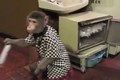 Độc đáo những chú khỉ hầu bàn chuyên nghiệp tại quán ăn