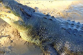 6 cá sấu khổng lồ khét tiếng nhất thế giới