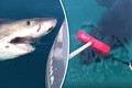 Bị cá mập trắng tấn công, dùng chổi đánh lại thoát thân 