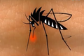 Tìm hiểu những bệnh nguy hiểm do muỗi gây ra