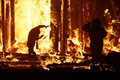 Khoảnh khắc người đàn ông gieo mình vào lửa ở lễ hội Burning Man