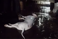 Video: Cảnh giác thịt chó bẩn ở Hà Nội