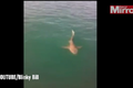 Gã đàn ông liều mạng vồ cá mập giữa đại dương
