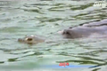 Xem cụ rùa Hồ Gươm nổi lên mặt nước