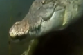 Clip: Mục kích cá sấu săn mồi