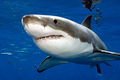 Nam Phi thử nghiệm công nghệ phòng tránh cá mập