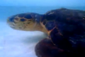 Ngạc nhiên rùa biển tấn công cá mập