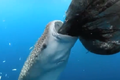 Thú vị xem cá mập voi ăn trộm cá của ngư dân