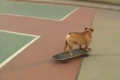 Kỳ lạ lớp học trượt ván dành cho các chú chó