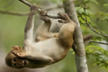 Lạ lùng thổ dân Mozambique huấn luyện khỉ săn lợn rừng