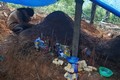 Nhói lòng những câu chuyện trong vụ vùi lấp cả ngôi làng ở Trà Leng