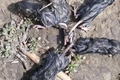 Người nông dân phát hiện 5 con chuột vặn vẹo trong tư thế kỳ quái